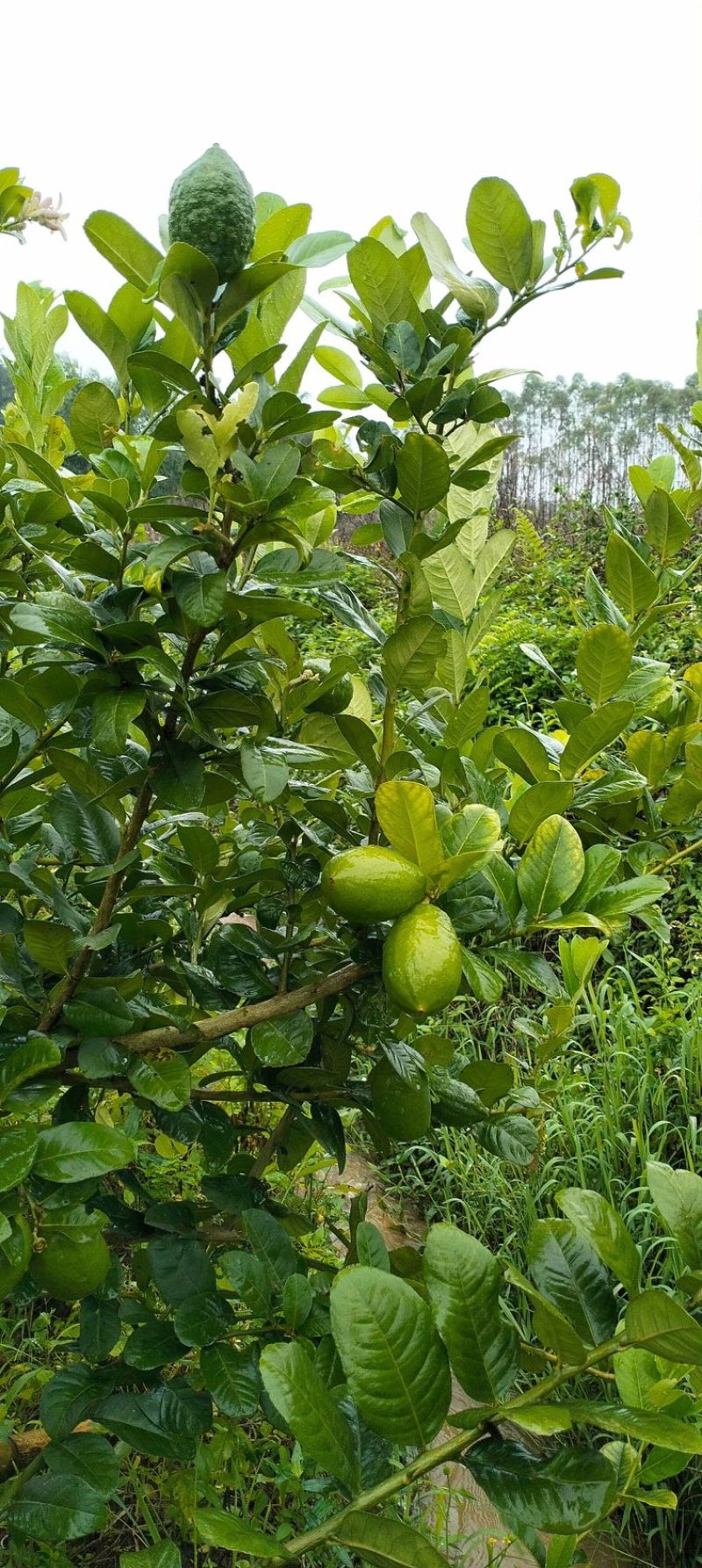 香水柠檬