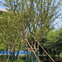 精品丛生朴树假植苗5杆40/50/60/80基地自产自销