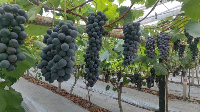 夏黑葡萄🍇大量现货🍇代办所有葡萄品种渠道货