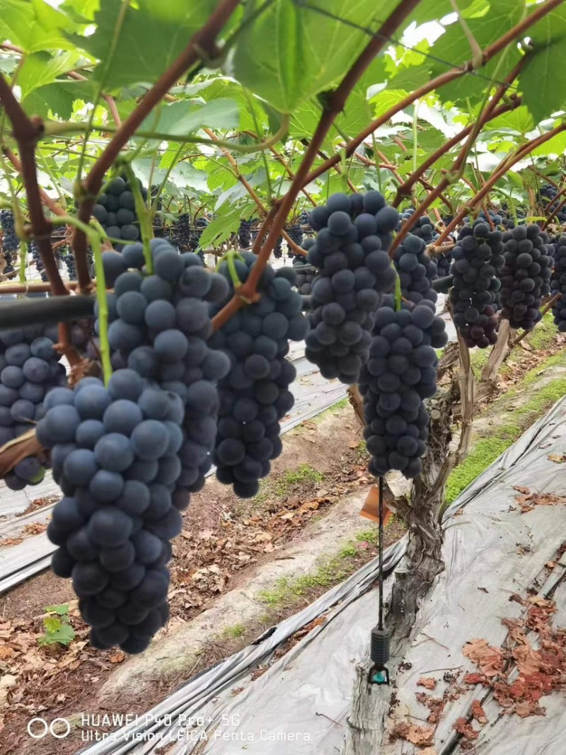 夏黑葡萄🍇大量现货🍇代办所有葡萄品种渠道货