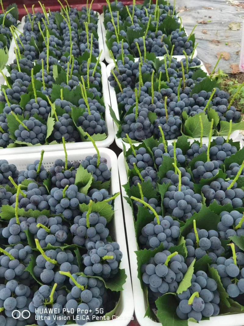 夏黑葡萄🍇大量现货🍇代办所有葡萄品种渠道货