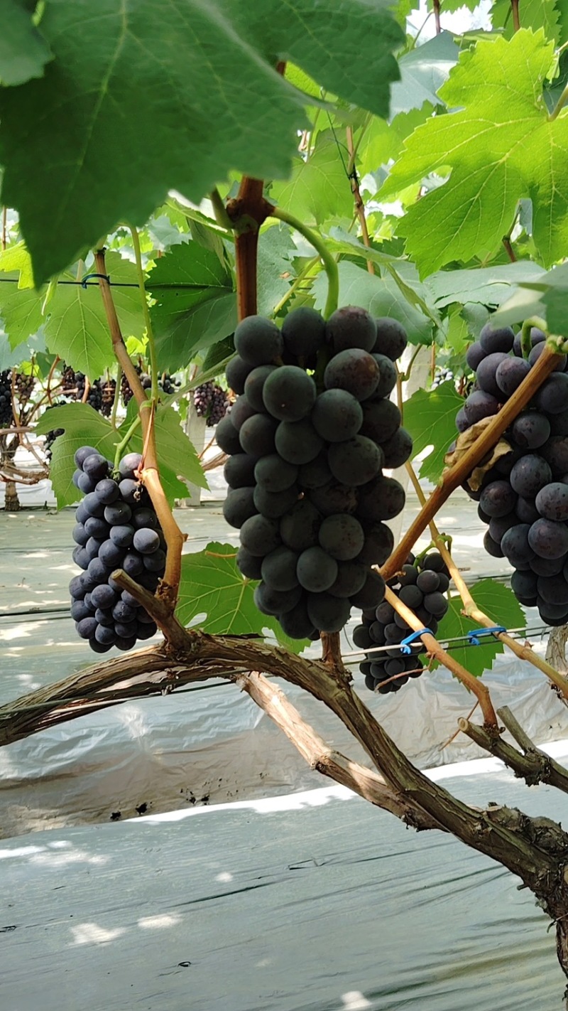 夏黑葡萄🍇大量现货🍇代办所有葡萄品种渠道货