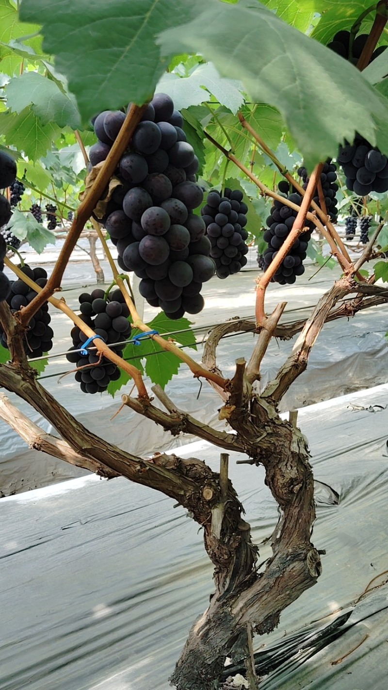 夏黑葡萄🍇大量现货🍇代办所有葡萄品种渠道货