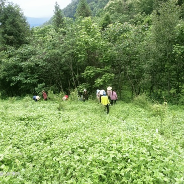 平利绞股蓝