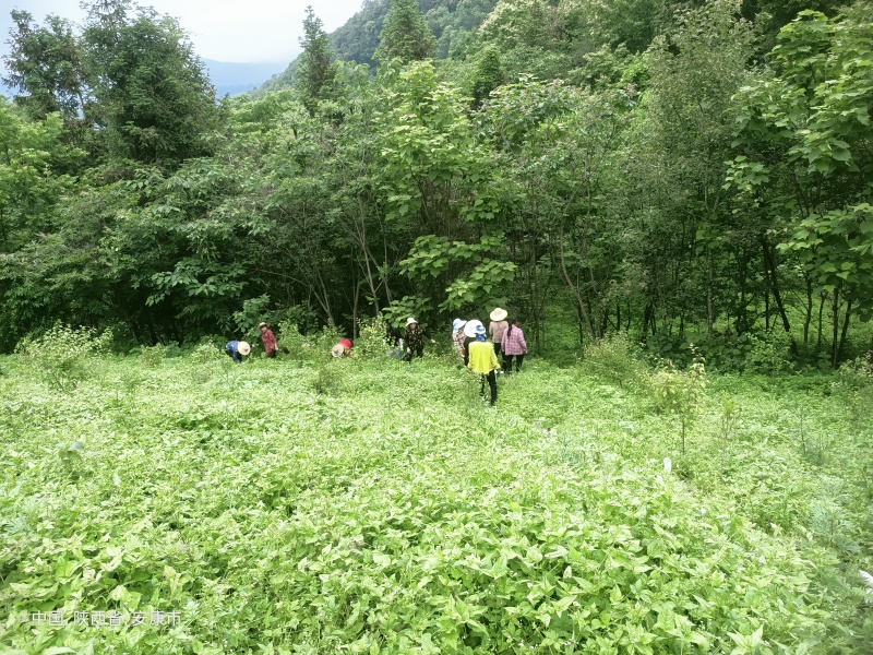 平利绞股蓝