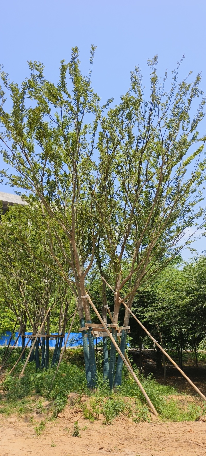 精品丛生朴树假植苗5杆40/50/60/80基地自产自销