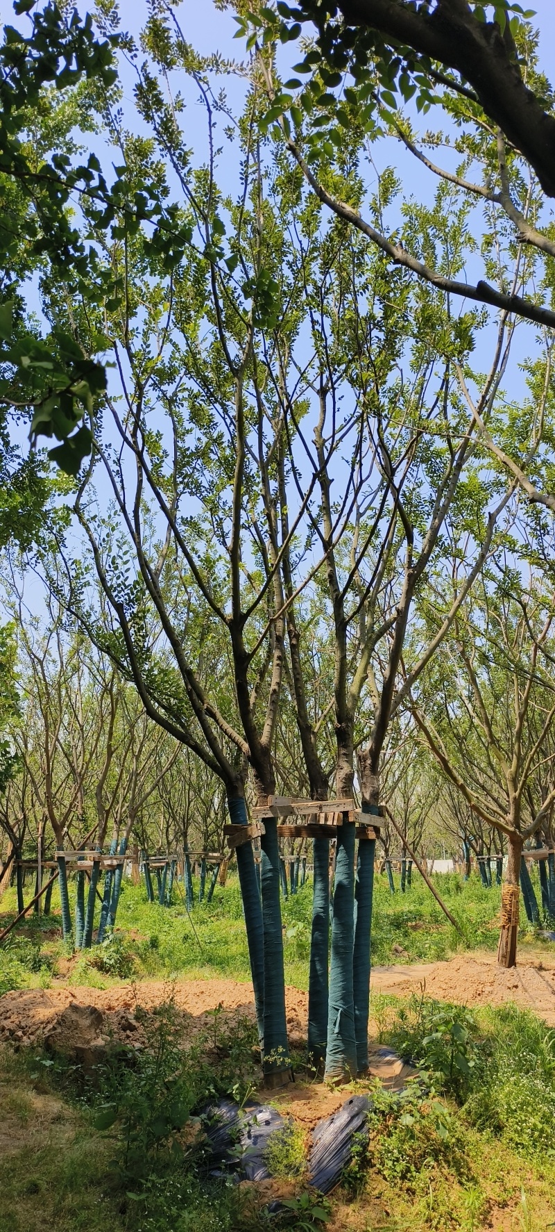 精品丛生朴树假植苗5杆40/50/60/80基地自产自销