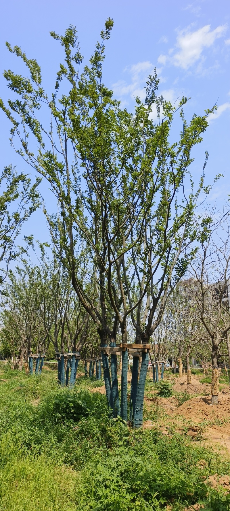 精品丛生朴树假植苗5杆40/50/60/80基地自产自销