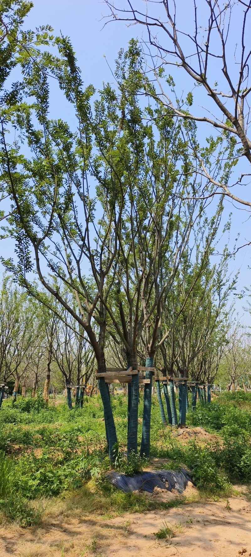 精品丛生朴树假植苗5杆40/50/60/80基地自产自销