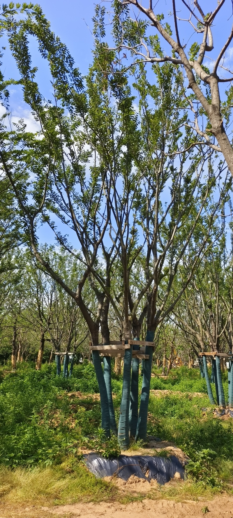精品丛生朴树假植苗5杆40/50/60/80基地自产自销