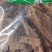 地枫皮追地风浙江1公斤起批无硫无添加不包邮