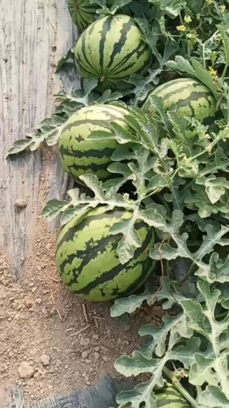西瓜规格齐全长期供应量大优惠