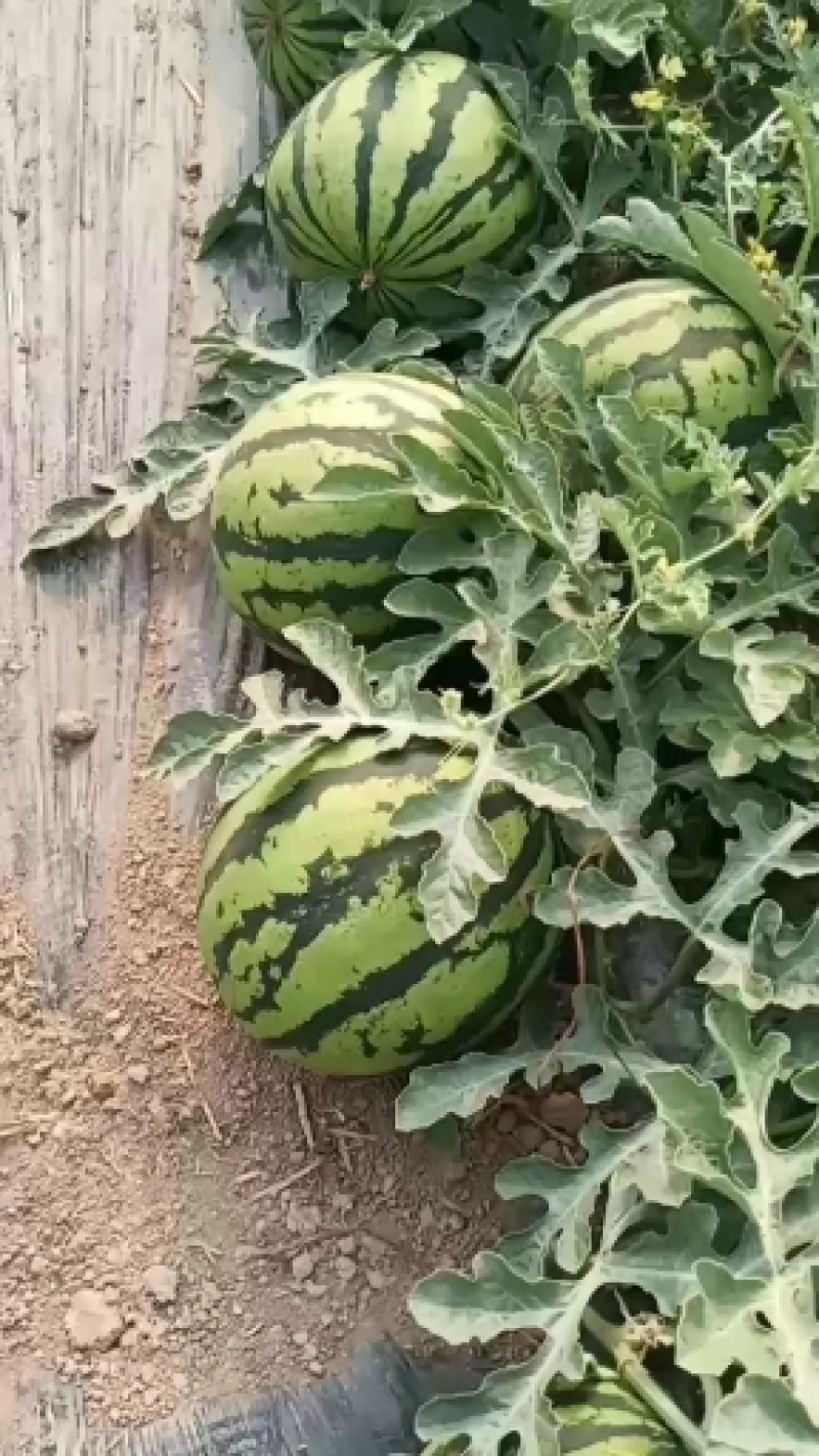 西瓜规格齐全长期供应量大优惠