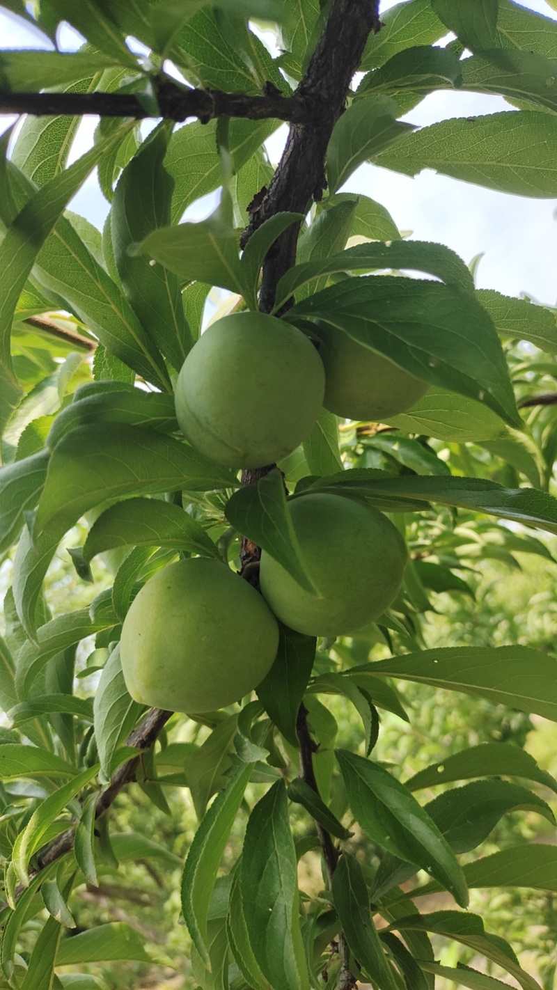 味帝李子红心脆甜一件代发对接电商