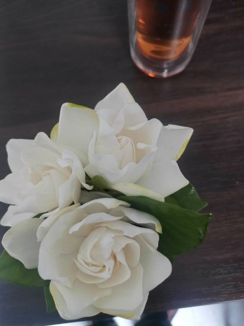 大量供应栀子花苗，玫瑰栀子苗，牡丹栀子苗，杯苗地苗