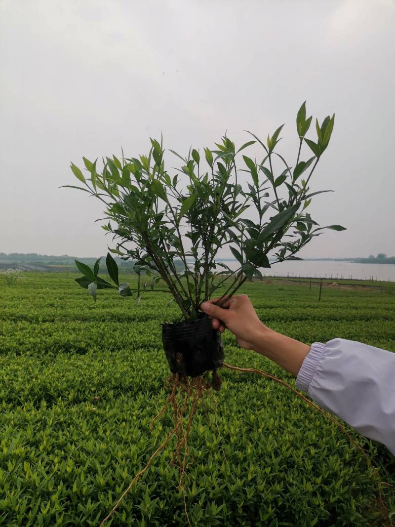 大量供应栀子花苗，玫瑰栀子苗，牡丹栀子苗，杯苗地苗