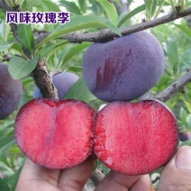 湖北澳洲红心李子风味玫瑰一件代发对接电商