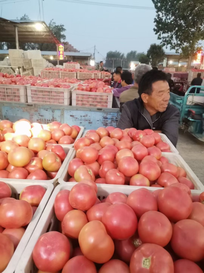 硬分西红柿/对接电商/超市/各大市场/加工厂等。