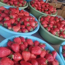 【山东香野草莓】青岛进梅牌香野草莓超大超甜只做最高端