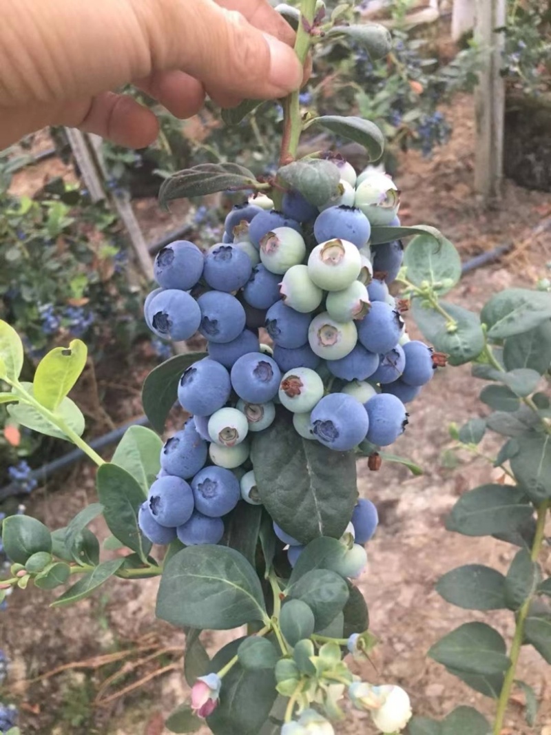 L25组培花香蓝莓苗当年苗存活率高提供技术支持