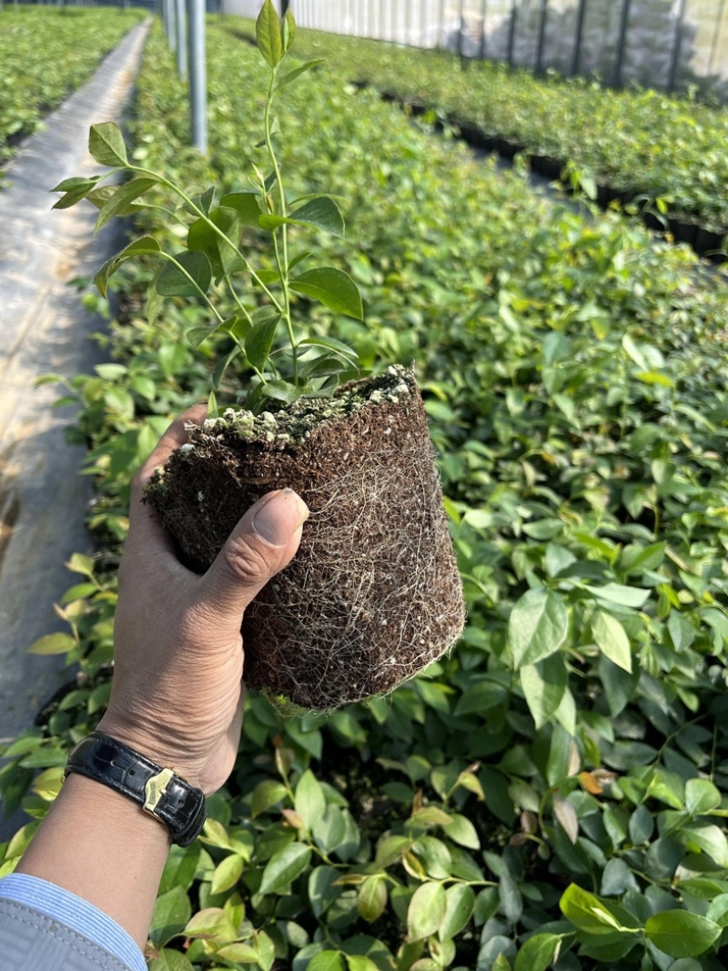 L25组培花香蓝莓苗当年苗存活率高提供技术支持