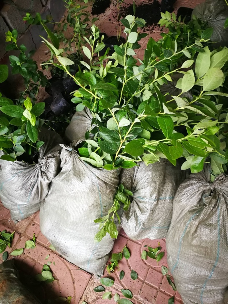 L25组培花香蓝莓苗当年苗存活率高提供技术支持