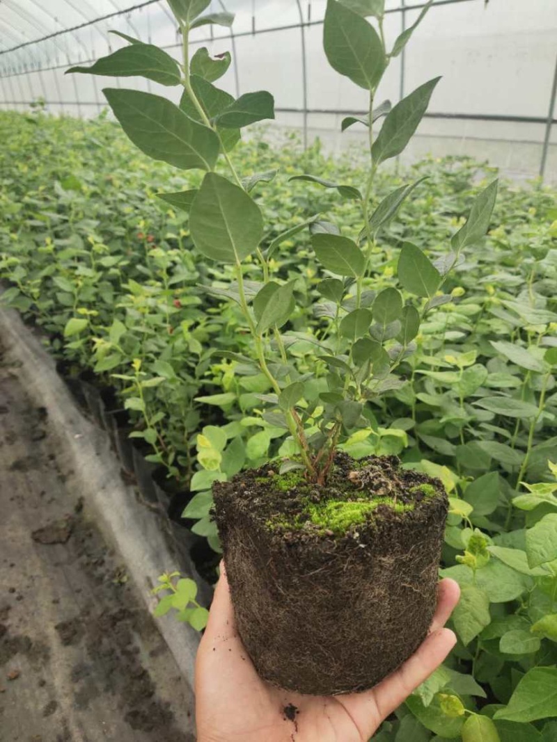 L25组培花香蓝莓苗当年苗存活率高提供技术支持