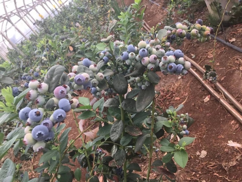 L25组培花香蓝莓苗当年苗存活率高提供技术支持