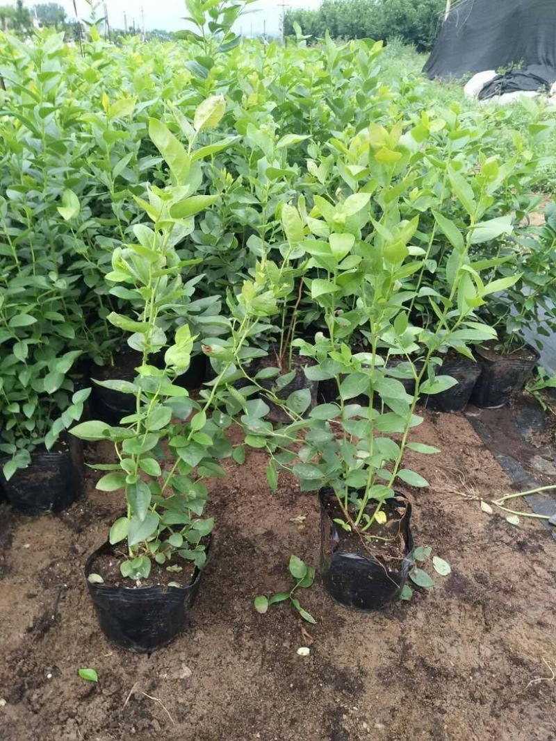 L25组培花香蓝莓苗当年苗存活率高提供技术支持