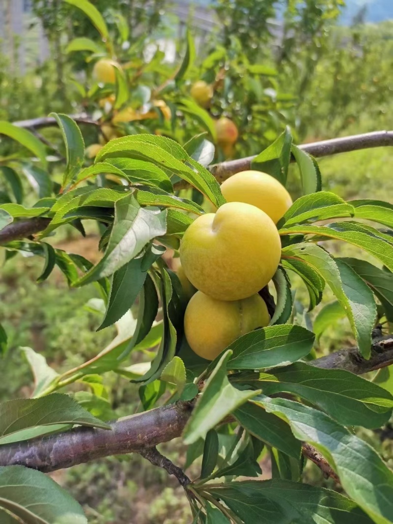 贵州六马蜂糖李