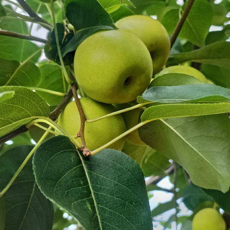 丁香梨