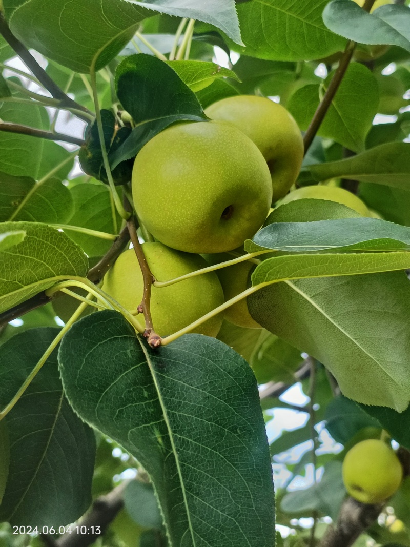 丁香梨