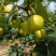 丁香梨