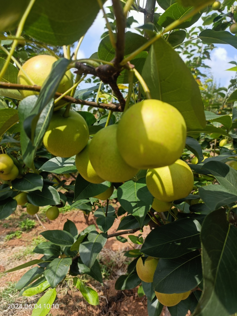 丁香梨