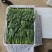 内蒙菠菜产地直发质优价廉欢迎新老朋友订购