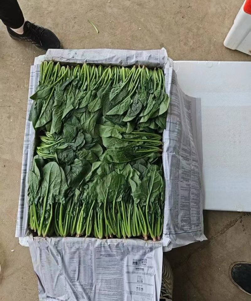 内蒙菠菜产地直发质优价廉欢迎新老朋友订购