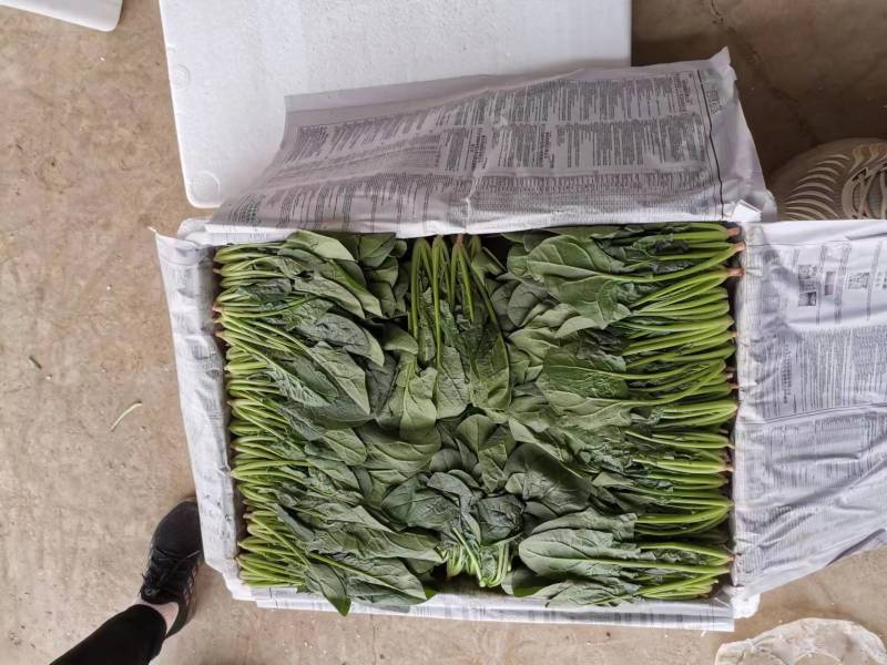 内蒙菠菜产地直发质优价廉欢迎新老朋友订购