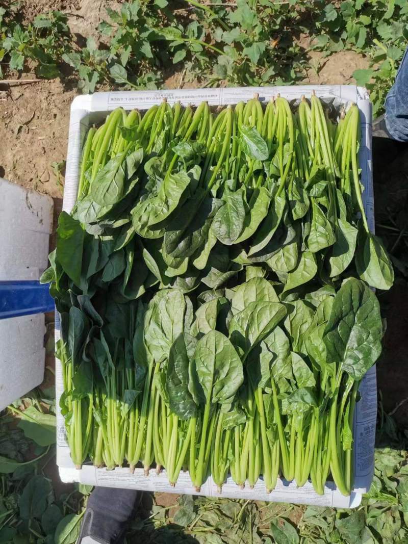 内蒙菠菜产地直发质优价廉欢迎新老朋友订购