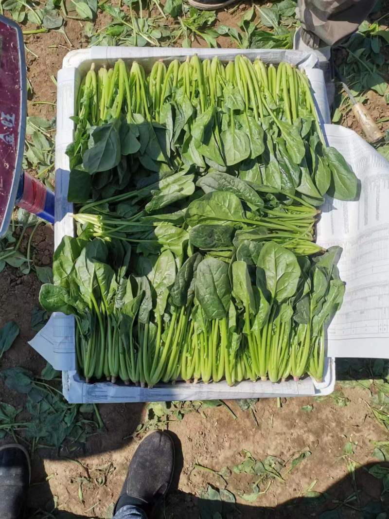 内蒙菠菜产地直发质优价廉欢迎新老朋友订购