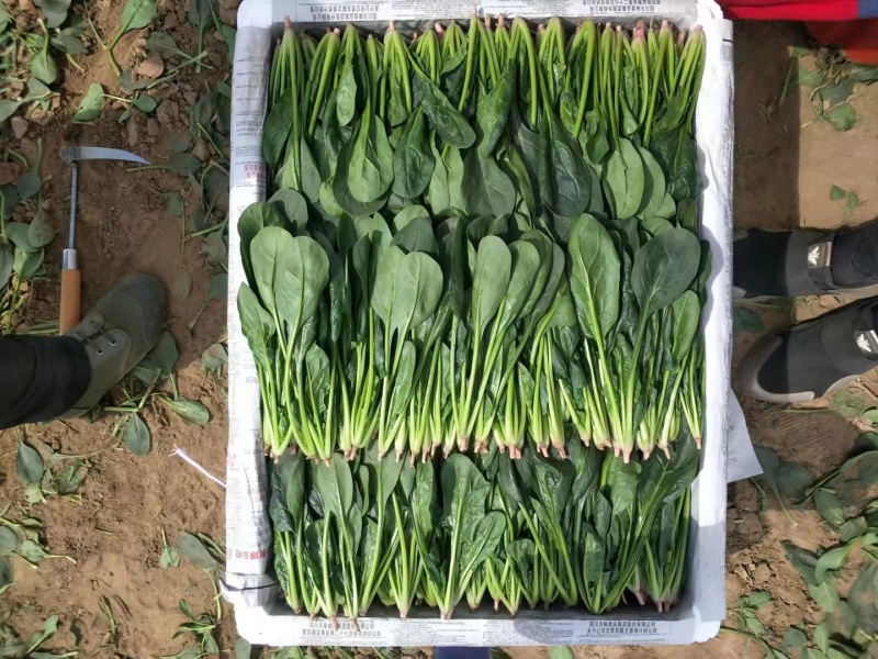 内蒙菠菜产地直发质优价廉欢迎新老朋友订购