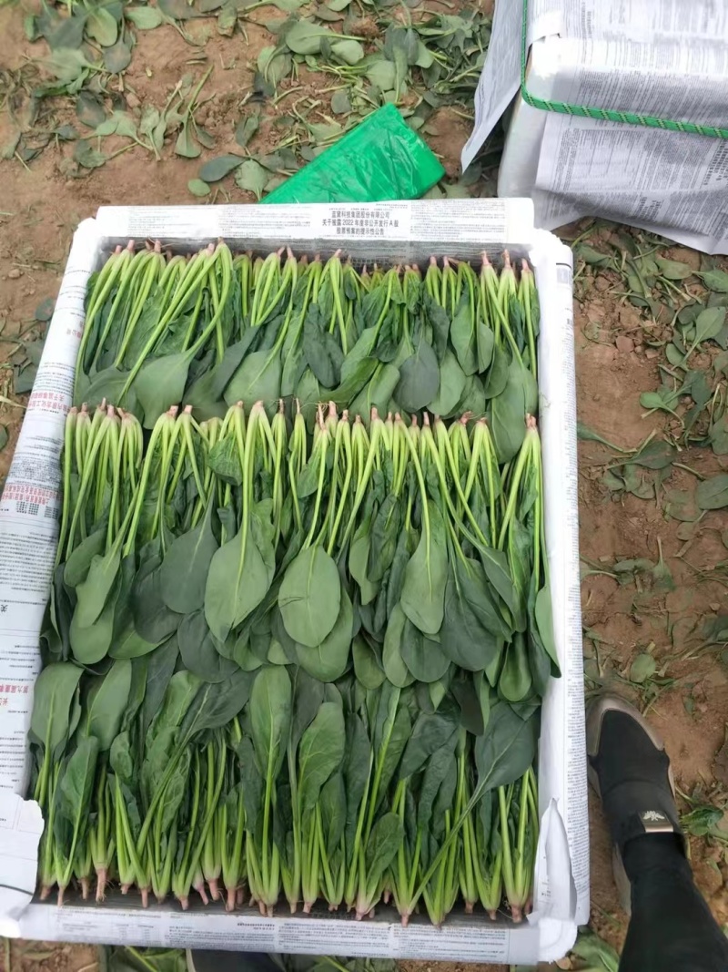 内蒙菠菜产地直发质优价廉欢迎新老朋友订购