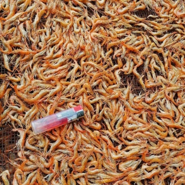 小干虾，精品小河虾，颜色好，干净没有灰