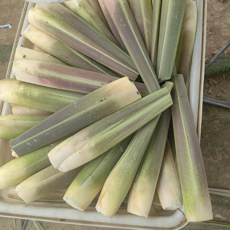 茭白现大量供应，价格实惠，规格齐全，对接全国各大市场
