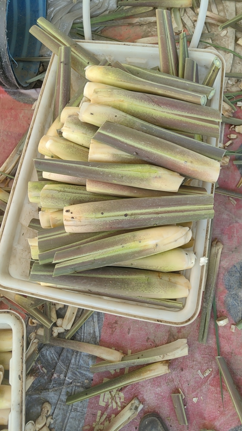 茭白现大量供应，价格实惠，规格齐全，对接全国各大市场