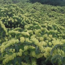 湖南郴州山银花