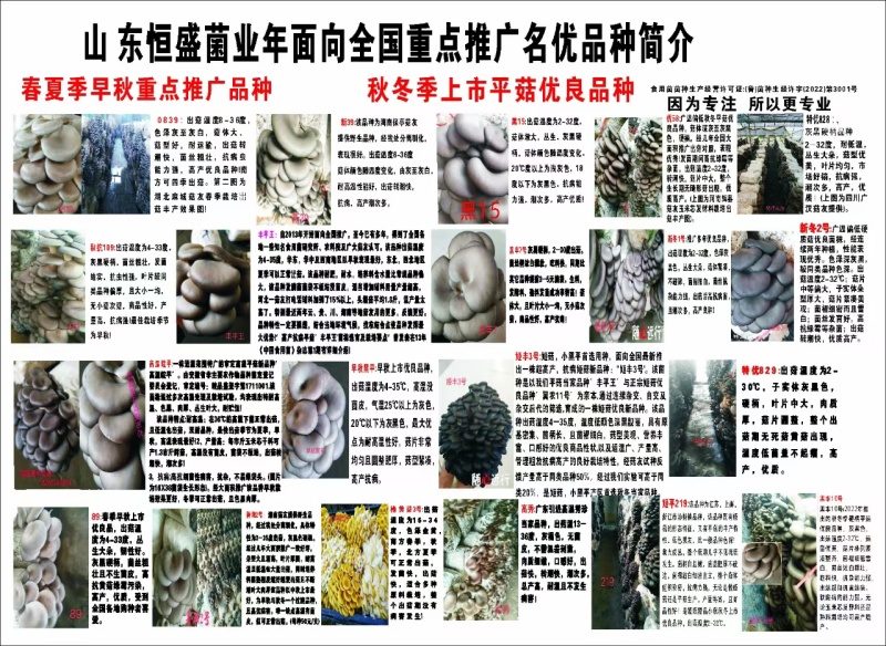 高温审定品种，‘高温皖平’及高温灰色‘伏99’母种，原种
