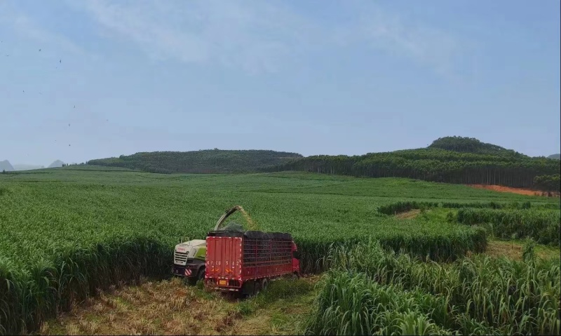 牧草青储饲料，适合喂养牛羊马鹅鸭，适口性好，量大从优