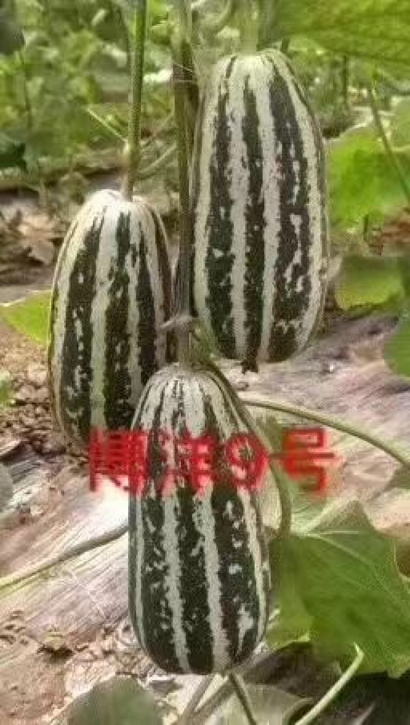 博洋9嫁接绿宝羊角蜜甜瓜苗品种齐全抗病毒易成活全国发货