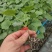 博洋9嫁接绿宝羊角蜜甜瓜苗品种齐全抗病毒易成活全国发货