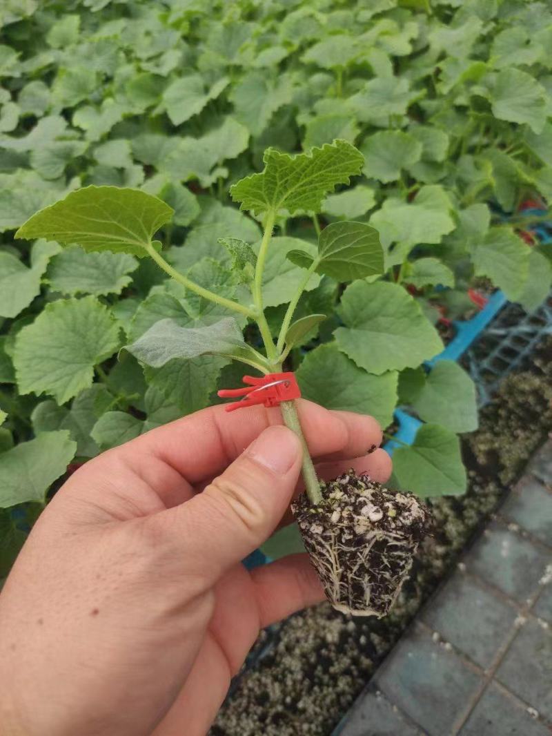 博洋9嫁接绿宝羊角蜜甜瓜苗品种齐全抗病毒易成活全国发货